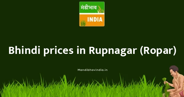 Bhindi price